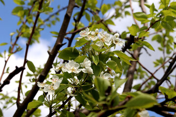 Flowering branches of pear tree with white flowers against blue sky in garden on sunny day - horizontal color photo, close-up