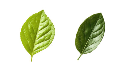 Obraz premium Leaf and TM eco brand identity symbol,Transparent background, PNG file