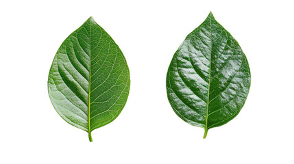 Obraz premium Leaf eco icon green symbol,Transparent background, PNG file