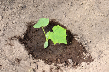 Young watered cucumber plant in a greenhouse on a sunny summer day. Growing vegetables - horizontal photo, close-up, top view