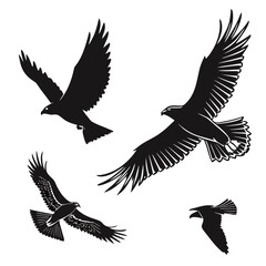 eagle vector illustration