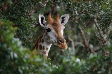 Obraz premium A giraffe observes its surroundings while partially hidden in dense foliage, showcasing its distinctive patterns and curious expression