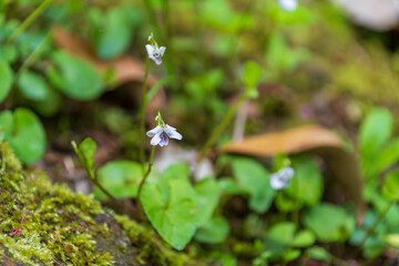 林床に咲く白く小さなスミレの花