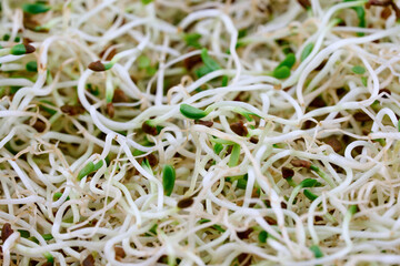 closeup alfalfa sprout leaf food texture background