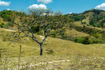 Winter landscape, on a farm with lots of vegetation around, beautiful still-dry ipê trees, all amidst mountains, in the Jardim das Oliveiras neighborhood, Esmeraldas, Minas Gerais, Brazil