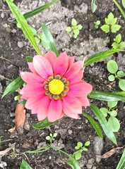 pink and yellow flower