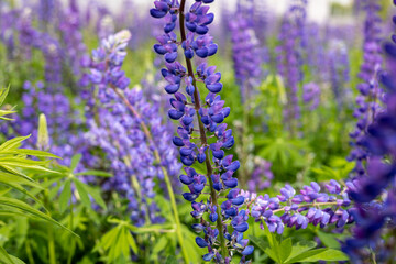 Lush purple lupin flowers stand tall amidst greenery, showcasing their beauty in a vibrant garden during a sunny spring day
