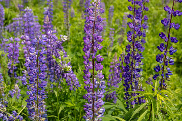 Fototapeta premium Colorful lupine flowers stand tall in a verdant field, showcasing various shades of purple against a bright, sunny sky