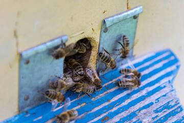 Active bees gathered near the hive entrance, some flying in, others flying out, creating a lively and bustling scene. The close-up shows the important work of the insects and their interaction with th