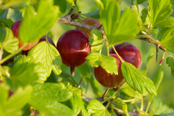 Dark red gooseberries ripen on the bush branches, surrounded by bright green leaves. Sunlight...