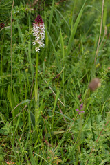 Orchid Neotinea ustulata