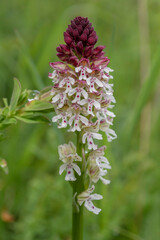 Orchid Neotinea ustulata