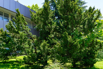 Tall, lush evergreen Juniperus chinensis tree stands in front of modern building with sleek facade under bright sky in Adler park Sochi resort