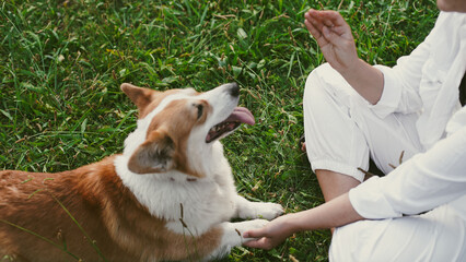 Corgi dog sitting on the grass in the park next to a girl sitting and feeding him. Close-Up.  Soft...