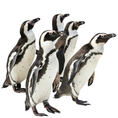 Obraz premium Group of penguins standing together on a white background, showcasing their unique features and behavior