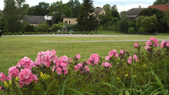 Phlox paniculata blooms in vivid pink clusters amid lush greenery in a charming park, with quaint village homes bathed in soft summer light.