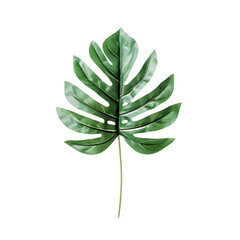 Detailed illustration of a large tropical leaf