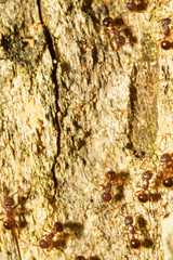 樹木に巣を作る小さなアミメアリ