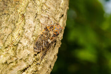 木にとまって鳴くニイニイゼミ