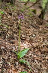 Orchis purpurea