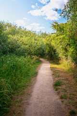 Fototapeta premium Woodland Scenes from Bedworth Sloughs, Warwickshire, July 2024. 