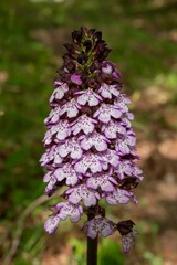 Orchis purpurea