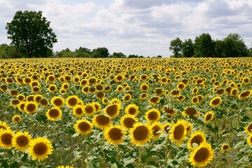 Obraz premium Feld voller Sonnenblumen