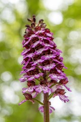 Orchis purpurea
