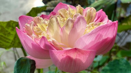 Close up a beautiful pink lotus flower.