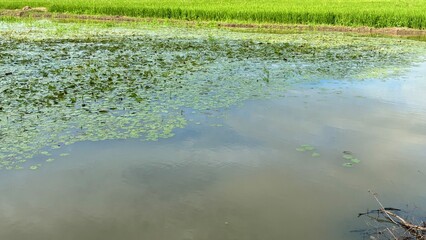 Close up the lake and green field.