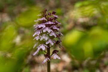Orchis purpurea