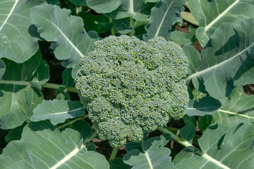 Closeup flowering head of broccoli plant in bright sunlight.