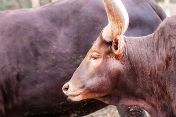 pair of brown cows with big horns watussi close up