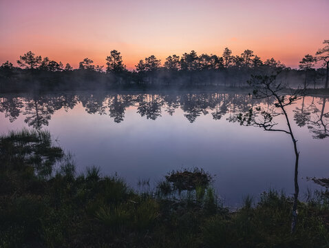 A calm pink dawn at the famous Viru Bog in Estonia. Morning mist and the perfect reflection of a pine forest in the still water.