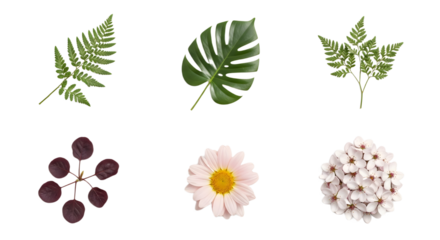 Assorted botanical elements ferns monstera leaf smoke bush daisy and cherry blossoms.