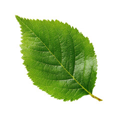 Close-up of a single, vibrant green leaf