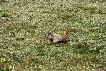 marmot
