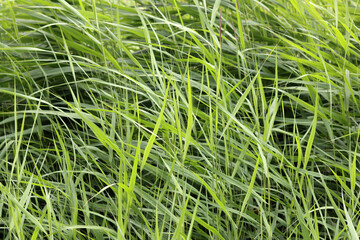 Green grass background. Close up of green grass texture. Nature background.