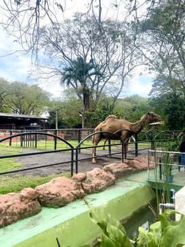 Camels waiting to be fed in a beautiful park, with a clear blue sky in the city of Surabaya, Indonesia