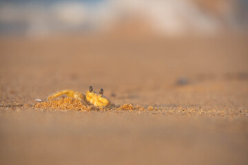 crabe blanc dans le sable 