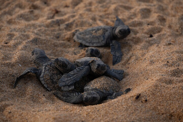 young marine luth turtle on the beach