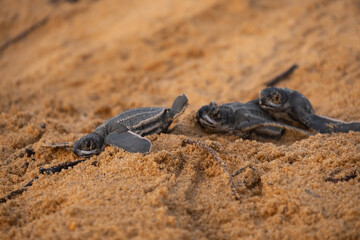 young marine luth turtle on the beach
