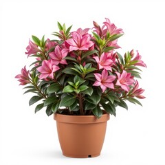 Clay pot with house flower, on white background