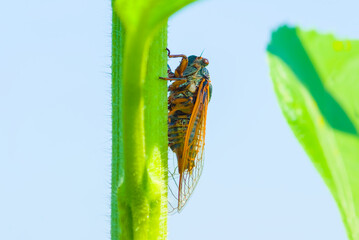 closeup huge cicada sit on sunflower stem, summer wild animal background