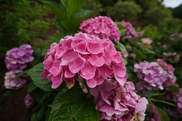Hydrangea macrophylla in flower garden