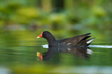 Common moorhen (Gallinula chloropus) walks on water lilies
