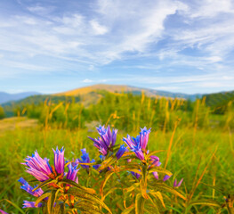 Obraz premium wild flowers growth on grass hill slope under a blue cloudy sky