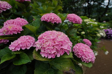 Hydrangea macrophylla in flower garden
