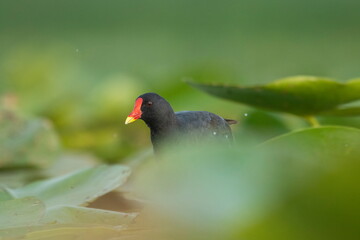 Common moorhen (Gallinula chloropus) walks on water lilies