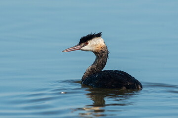 The Crested Dive swims on the lake